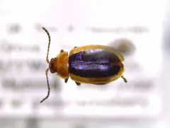 Capraita thyamoides thumbnail 1