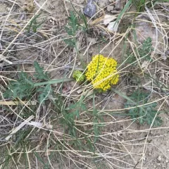 leafy wildparsley thumbnail 1