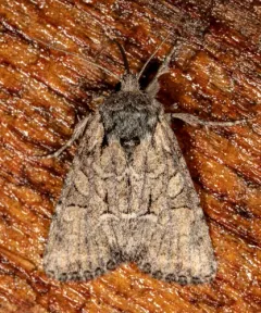 Eremobina leucoscelis thumbnail 4