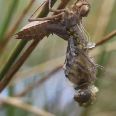 Spiny Baskettail thumbnail 3