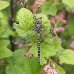 California Darner thumbnail 4