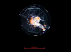 Hybocodon prolifer thumbnail 4