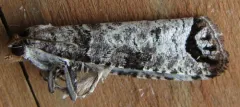 Retinia picicolana thumbnail 3