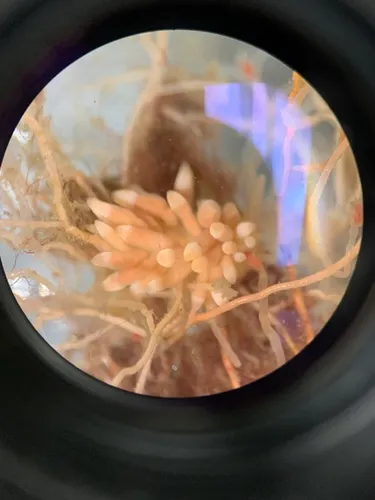 Naked Ear Aeolid