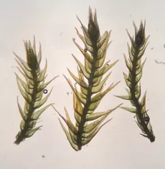 Flat-brocade Moss thumbnail 2