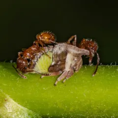 European fire ant thumbnail 4