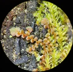 Oakes' Scalewort thumbnail 2