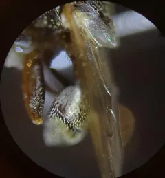 Scaled Pegleg thumbnail 2