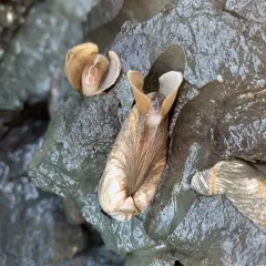 Flat-tip Piddock thumbnail 3