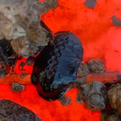 Black Leather Chiton thumbnail 4