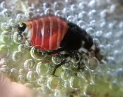 Douglas-fir Spittlebug thumbnail 3