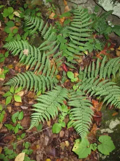 marginal wood fern thumbnail 3