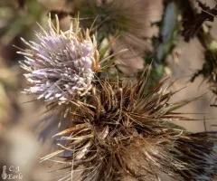 Peck's Thistle thumbnail 2
