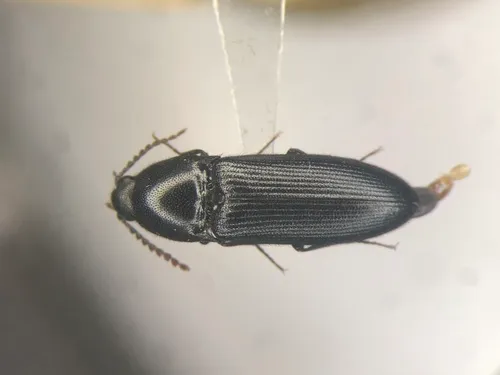 Laurentian Click Beetle