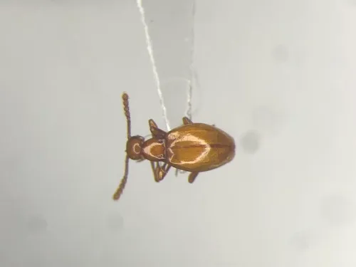 Euconnus rasus