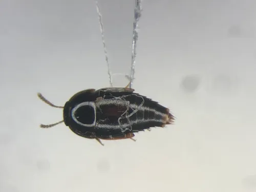 Coproporus ventriculus
