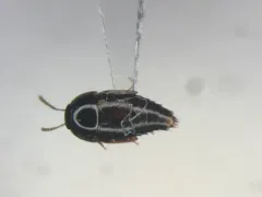Coproporus ventriculus thumbnail 1