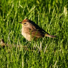 Palm Warbler thumbnail 3