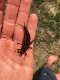 American Salmonfly thumbnail 2