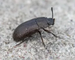 Blapstinus metallicus thumbnail 3