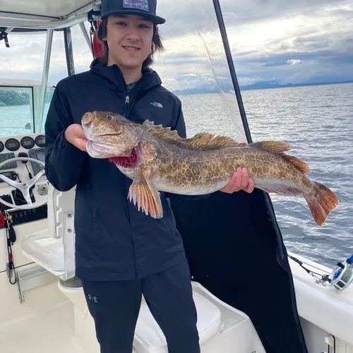 Lingcod