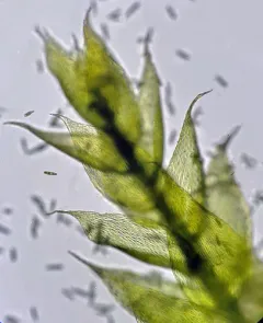Mueller's Silk-moss thumbnail 2