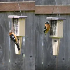 Black-headed Grosbeak thumbnail 3