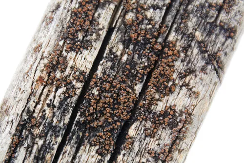 Wood-spot Rim Lichen