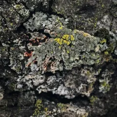 Orange-cored Shadow Lichen thumbnail 4