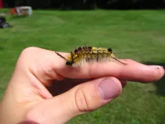 Yellow-based Tussock Moth thumbnail 4