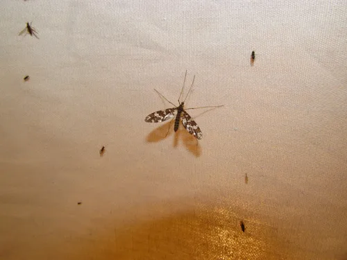 Protoplasa fitchii