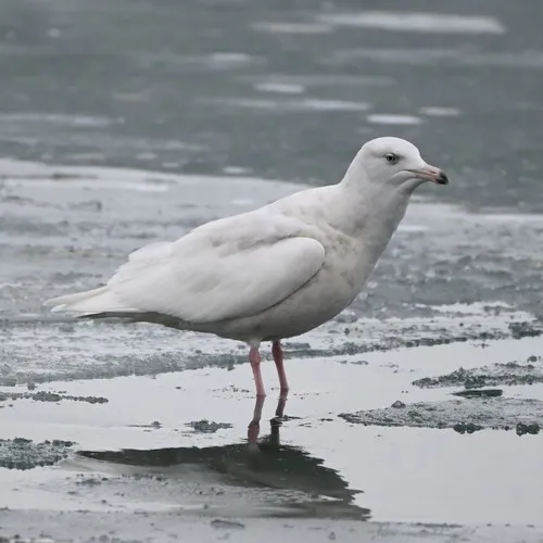 Glaucous Gull