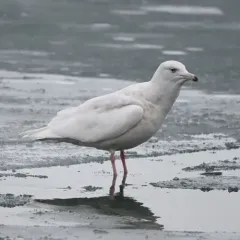 Glaucous Gull thumbnail 1