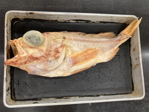 Splitnose Rockfish