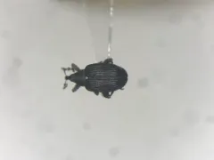 Tachyerges niger thumbnail 1