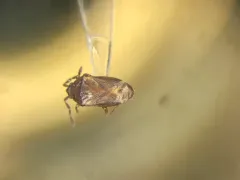 Antillocoris minutus thumbnail 1