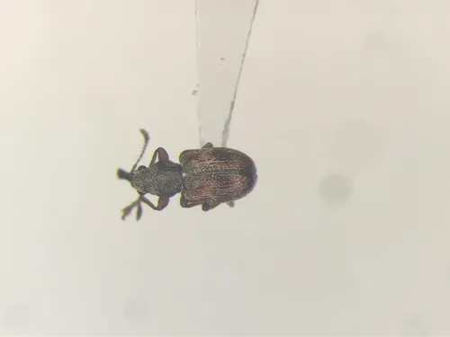 Auletobius cassandrae