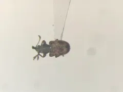 Auletobius cassandrae thumbnail 1