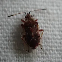Birch Catkin Bug thumbnail 3