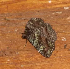 Green-dusted Zale Moth thumbnail 2