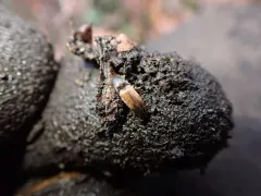 Thevenet's Click Beetle thumbnail 3