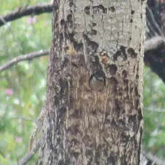 Lewis's Woodpecker thumbnail 2
