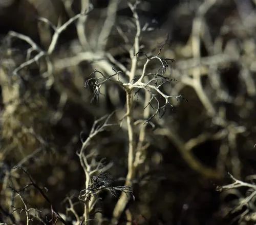 Green Witch's Hair