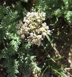 Snowline Springparsley thumbnail 1