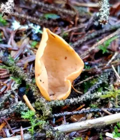 tan ear thumbnail 4