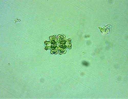 Euastrum gemmatum