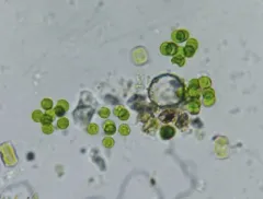 Coenochloris fottii thumbnail 2