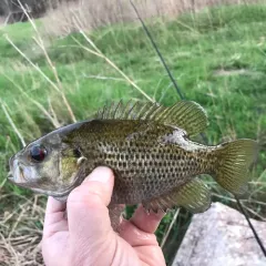 Rock Bass thumbnail 1