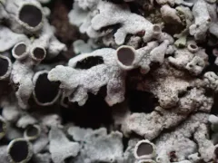 Frosted Rosette Lichen thumbnail 1