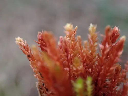 Pale Thread-moss